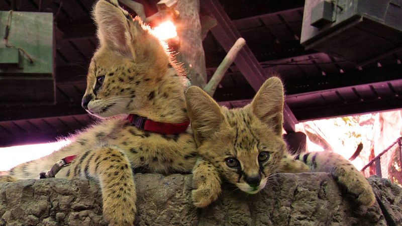 Illustration for article titled ZOMG BABY SERVALS!!!
